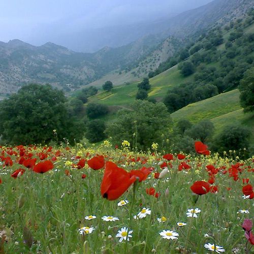 ایلام,جاذبه های طبیعی استان ایلام,تور ایلام,تور ارزان ایلام,تور ایلام شیدرخ,جاذبه های استان ایلام,جاهای دیدنی استان ایلام