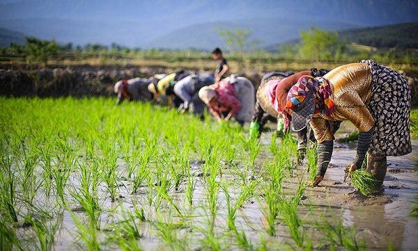 استان گیلان,جاذبه های گیلان,جاذبه های گردشگری گیلان,جاذبه های فرهنگی گیلان,برنجکاری گیلان,شیدرخ تراول,تور گیلاناستان گیلان,جاذبه های گیلان,